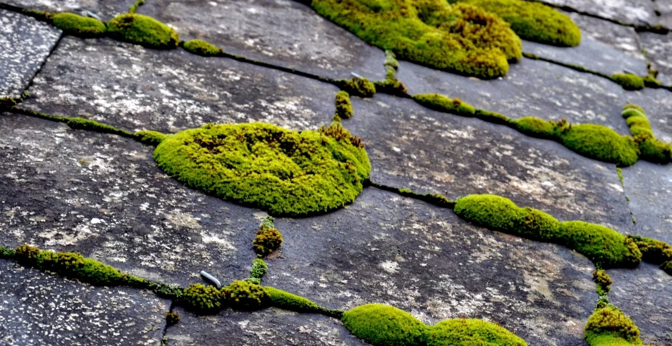 comment-savoir-si-votre-toit-a-besoin-d-un-demoussage