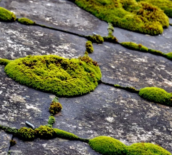 comment-savoir-si-votre-toit-a-besoin-d-un-demoussage